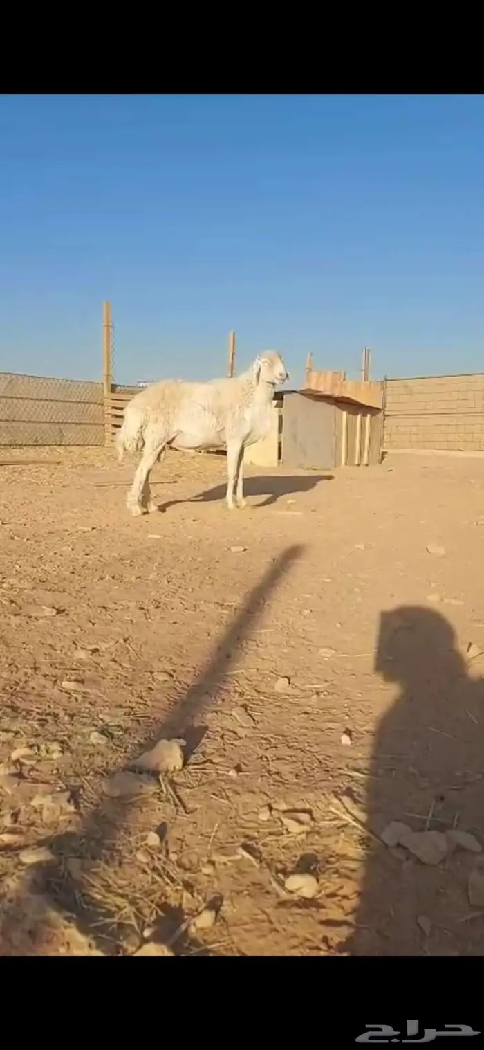 للبيع فحل حوي ثني 0