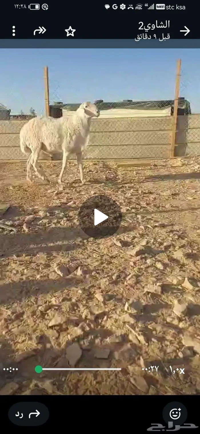 للبيع فحل حوي ثني 1