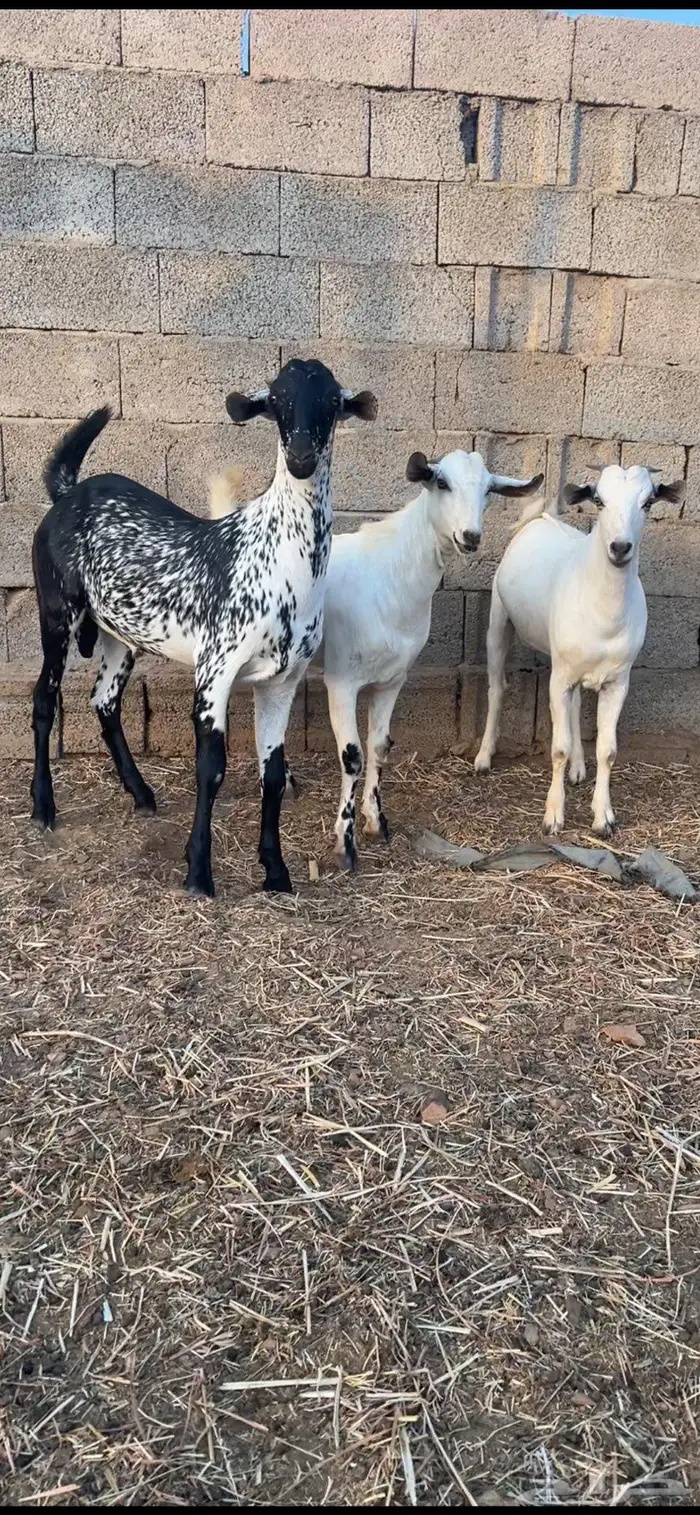 تيوس بلدي مخصاه 0