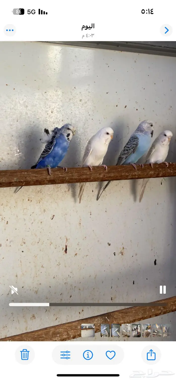 تصفية طيور كروان وبادجي 2