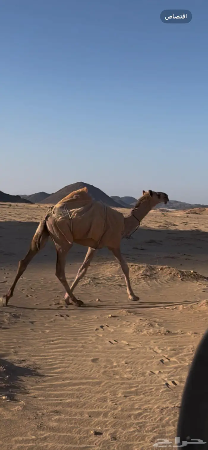 بكره شقحا كفو للبيع 0