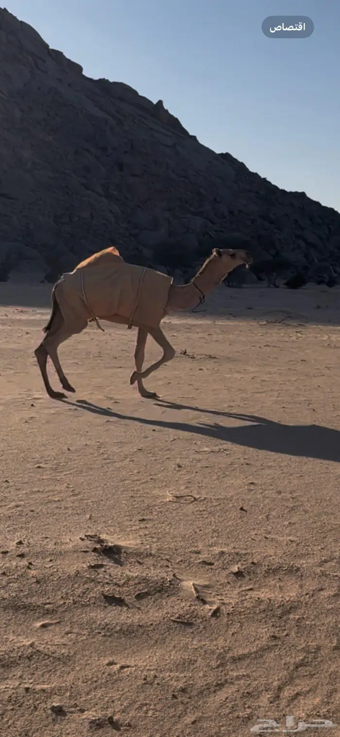 بكره شقحا كفو للبيع 1