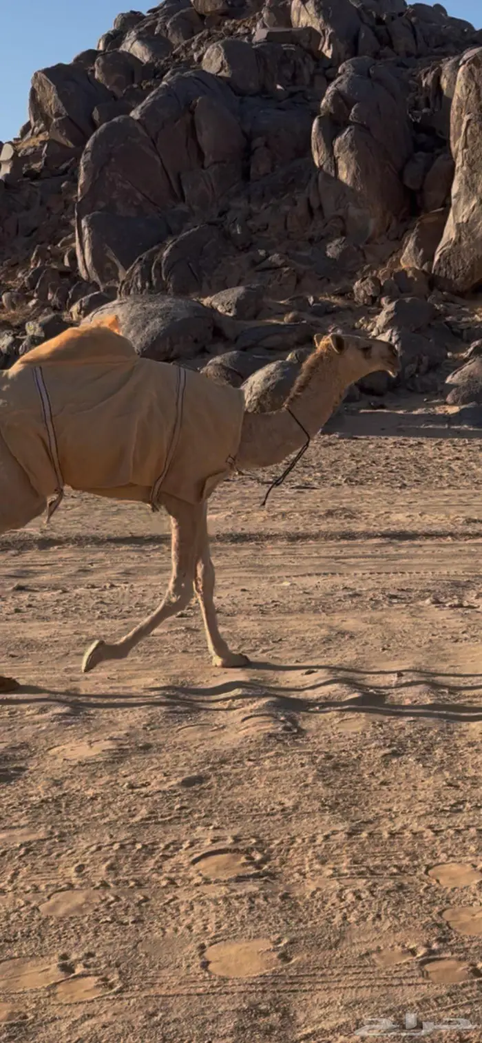 بكره شقحا كفو للبيع 2