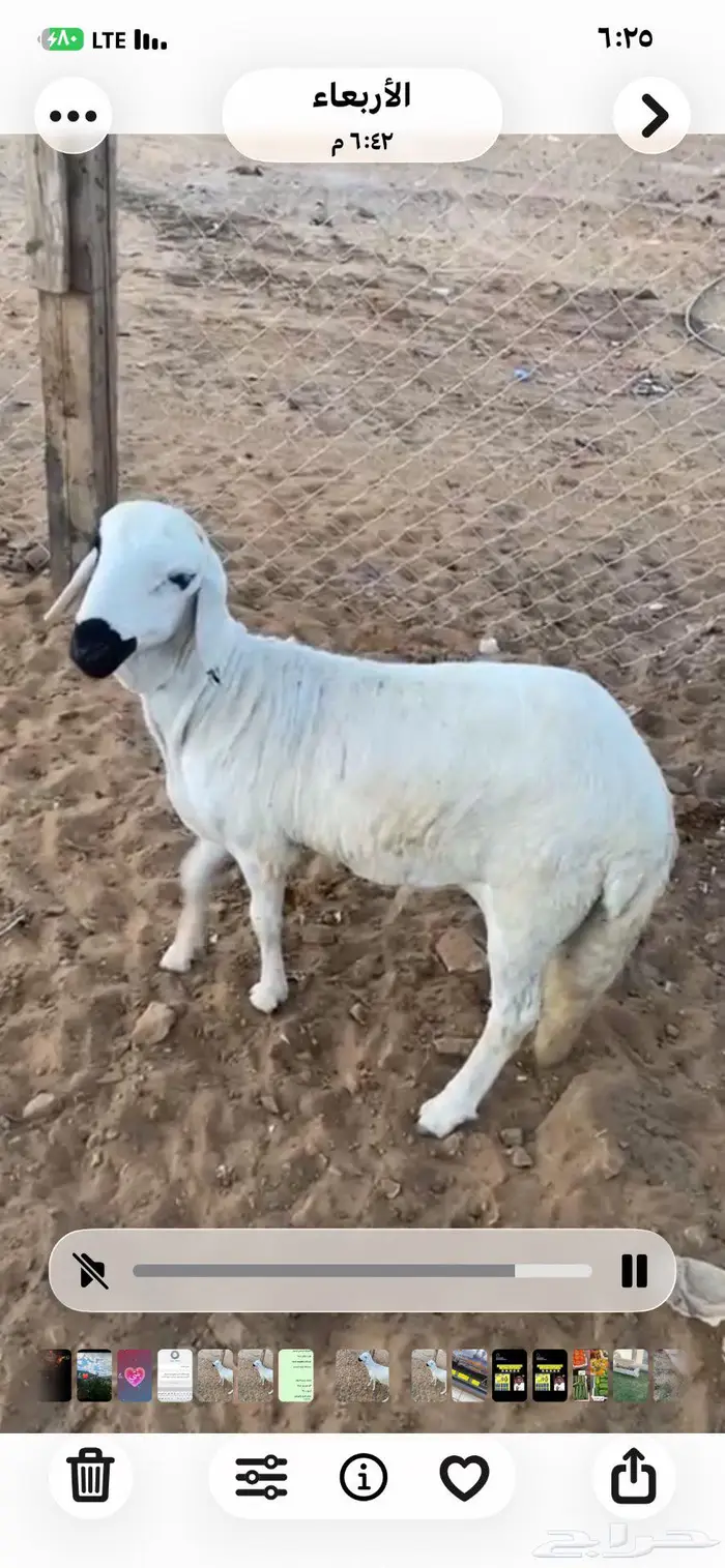 سواكن للبيع 0