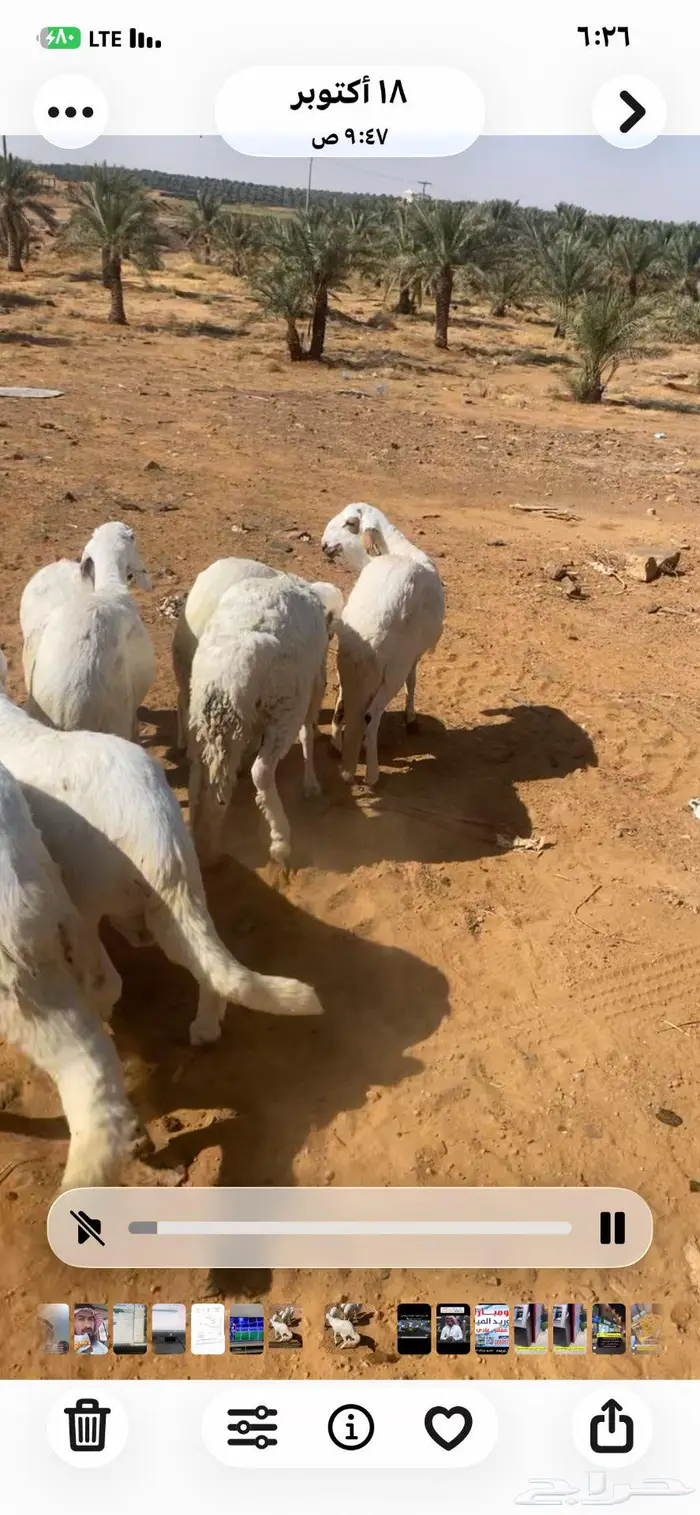 سواكن للبيع 2