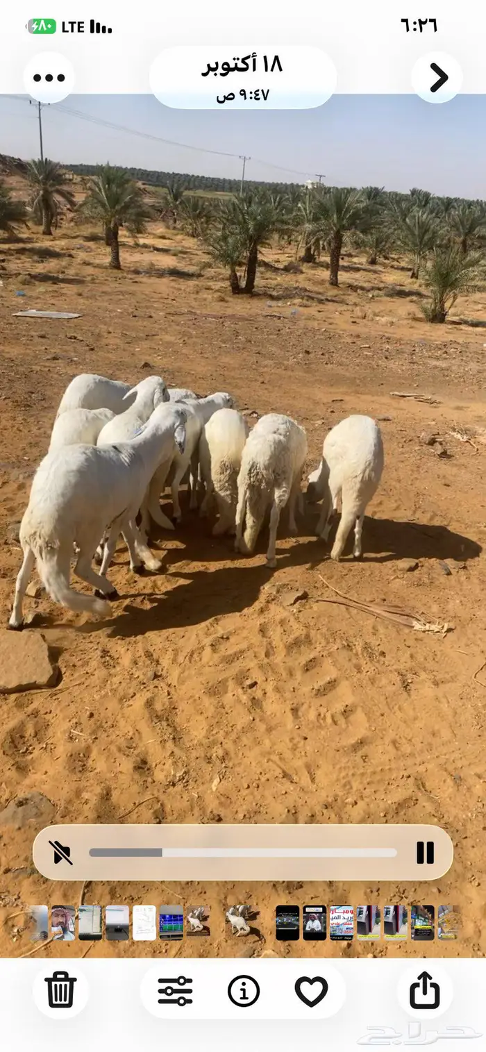 سواكن للبيع 3