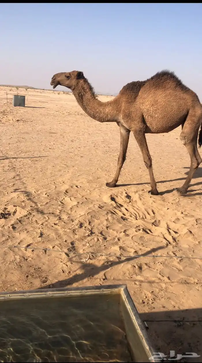 بكره صفرا حقه للبيع سالمه من العذاريب الموقع سوق طويق 0