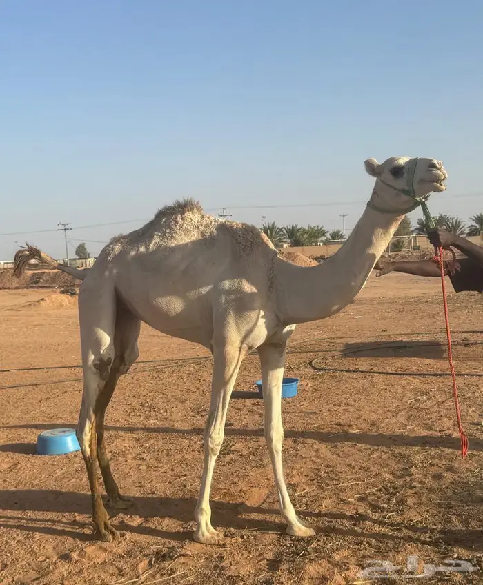 بكره هجن حقه للبيع 0