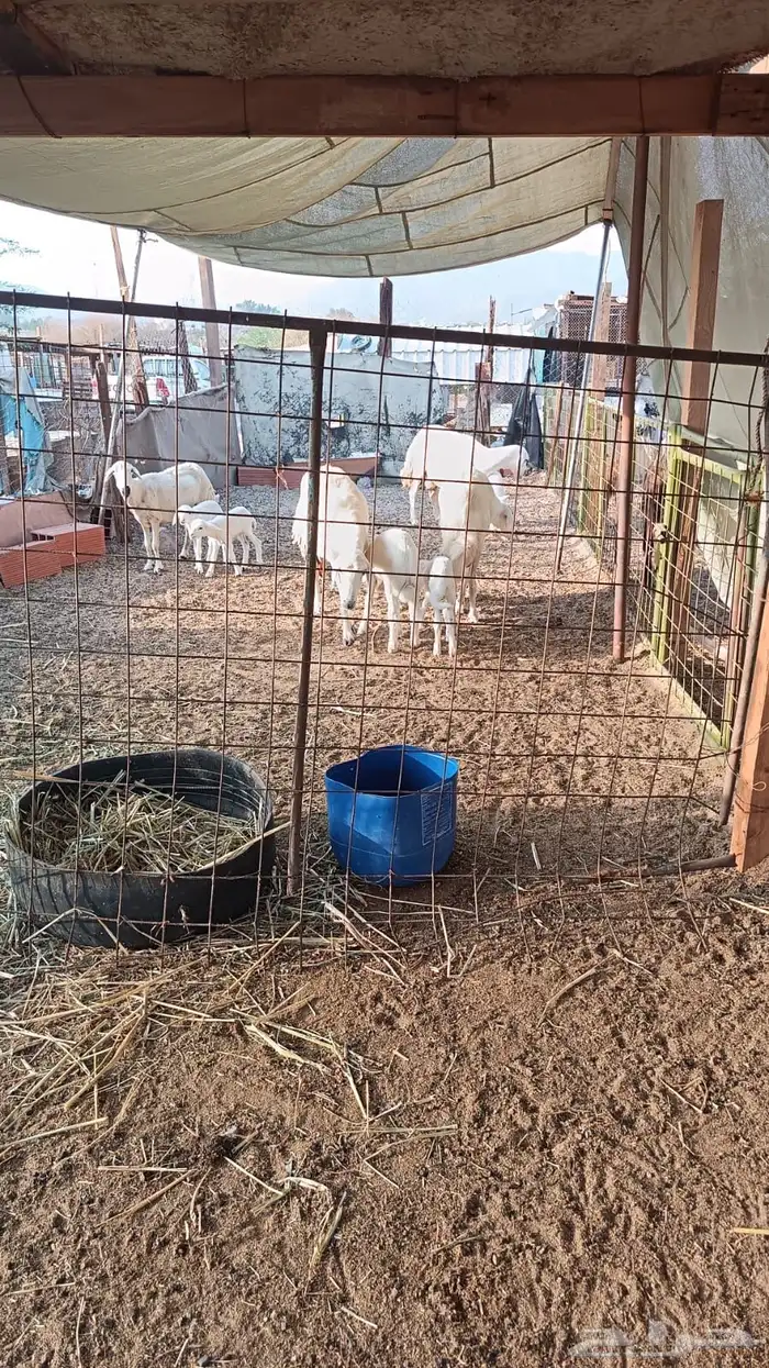 ضان حريات تم البيع 1