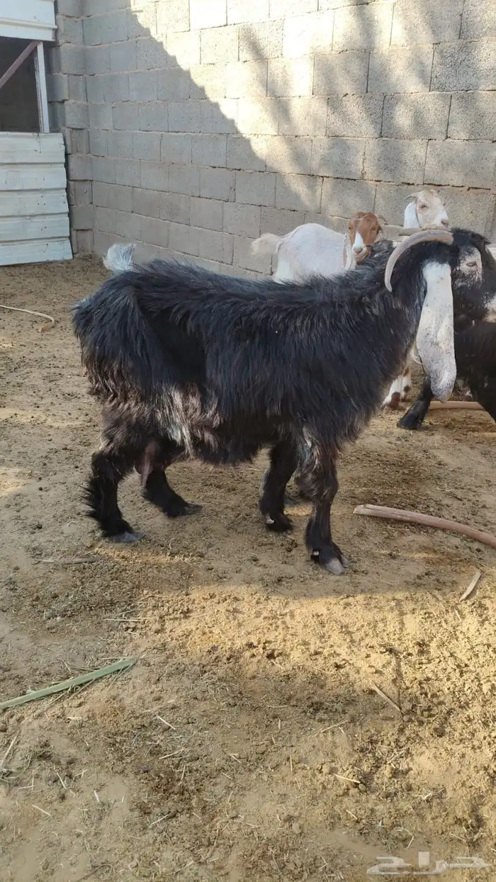 سلام عليكم ورحمة الله وبركاته 1