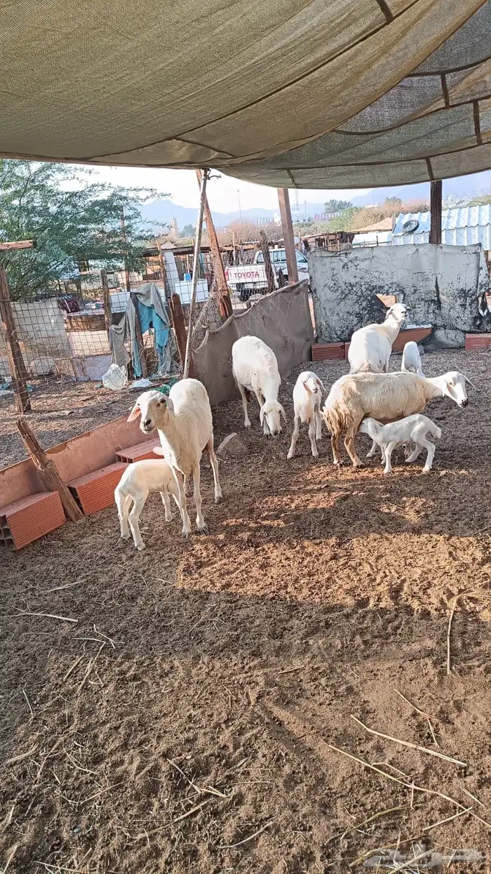 ضان حريات تم البيع 2