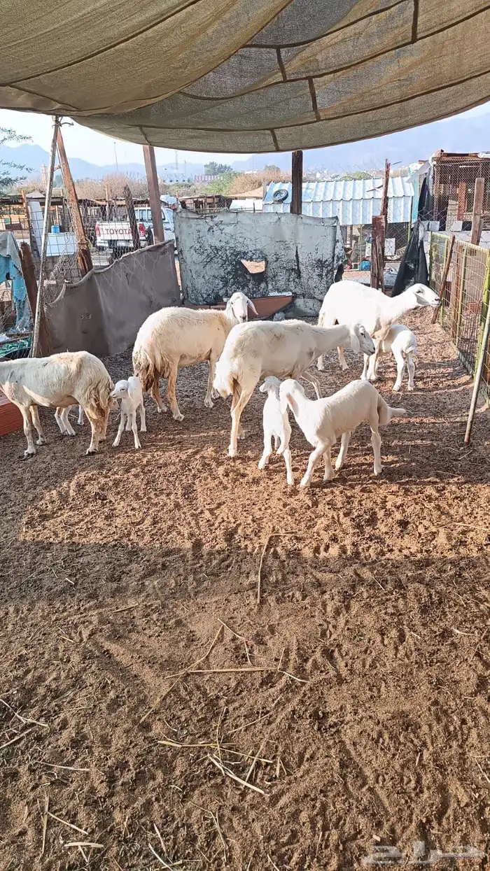 ضان حريات تم البيع 0