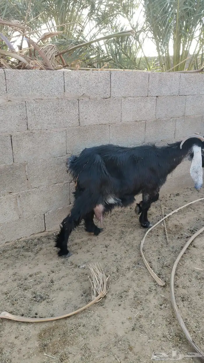 سلام عليكم ورحمة الله وبركاته 2