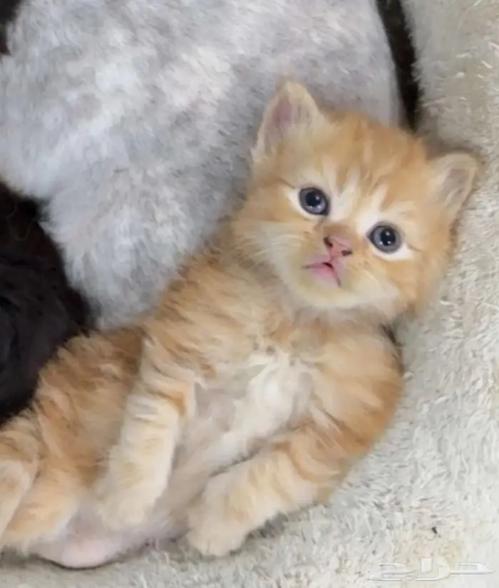 كيتن للتبني بسعر رمزي 0