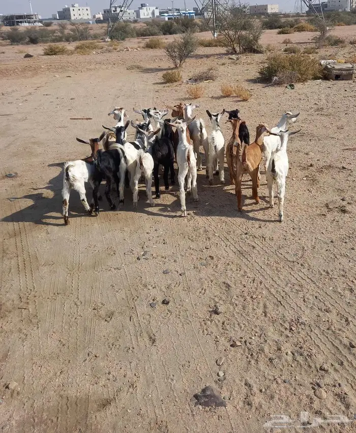 للبيع تيوس وجفرات 1