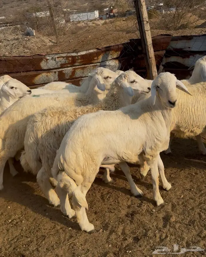 طليان ذبايح حري سواكن مع الذبح والتوصيل 2