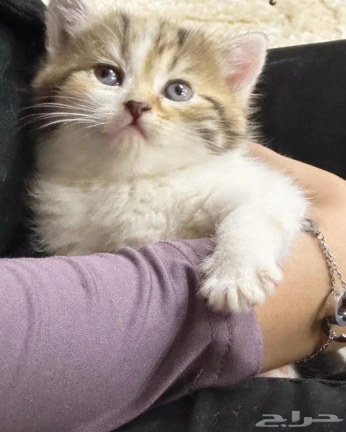 قطط سكوتش للبيع 1