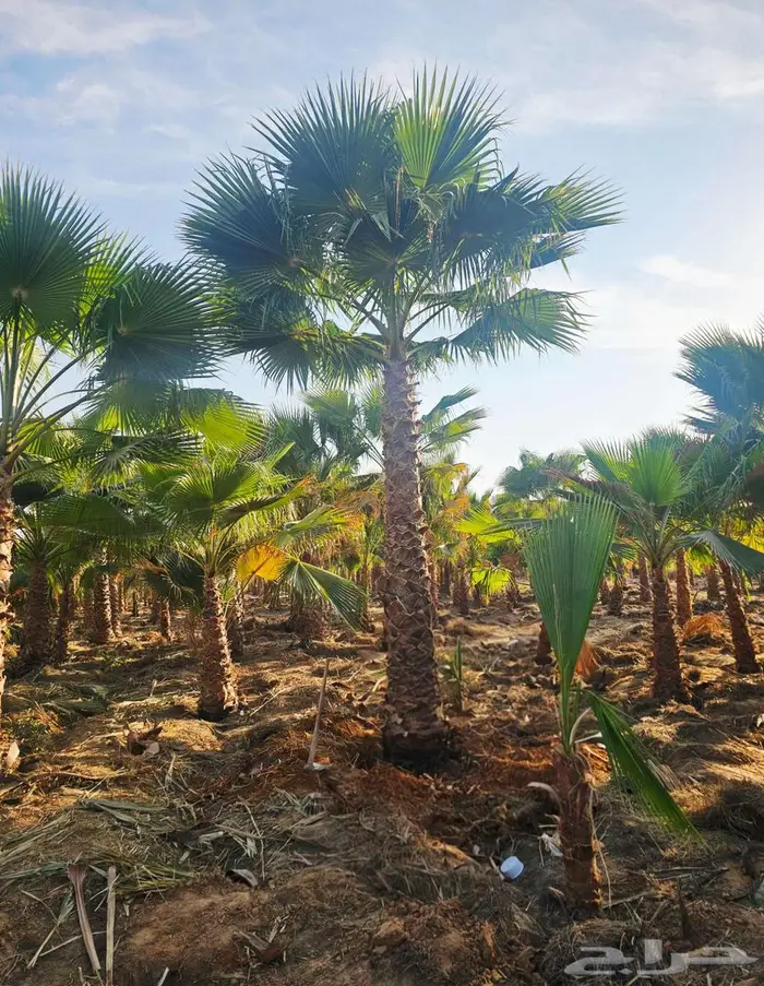 نخل واشنطني 6