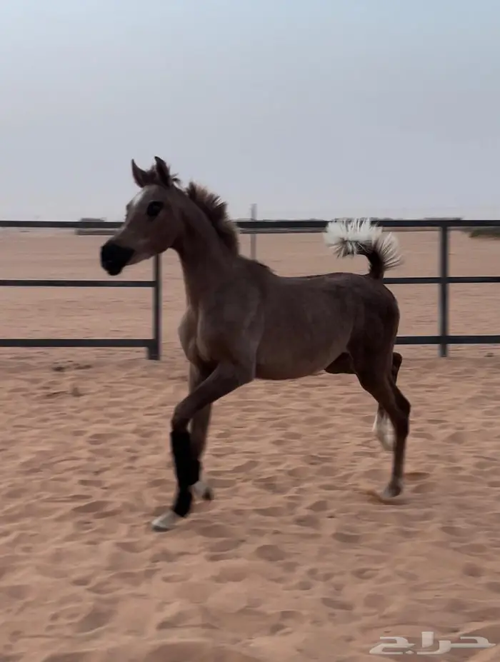 مهره واهو مكس جمال 2