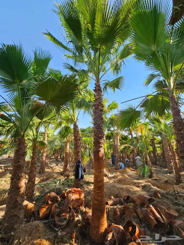 نخل واشنطني 2