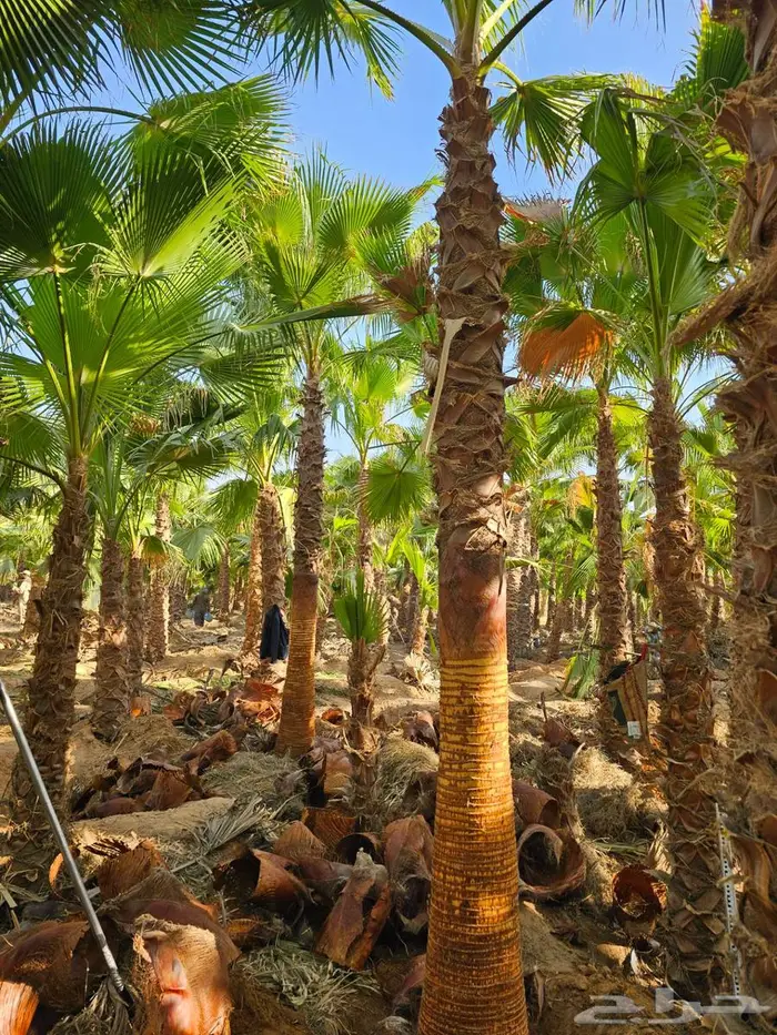 نخل واشنطني 1