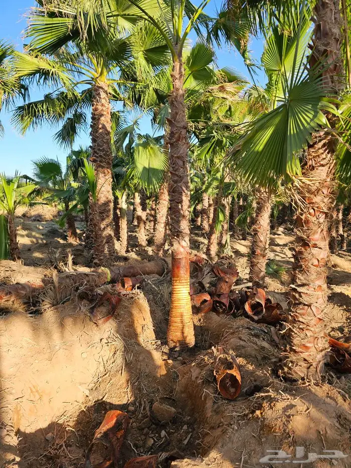 نخل واشنطني 5