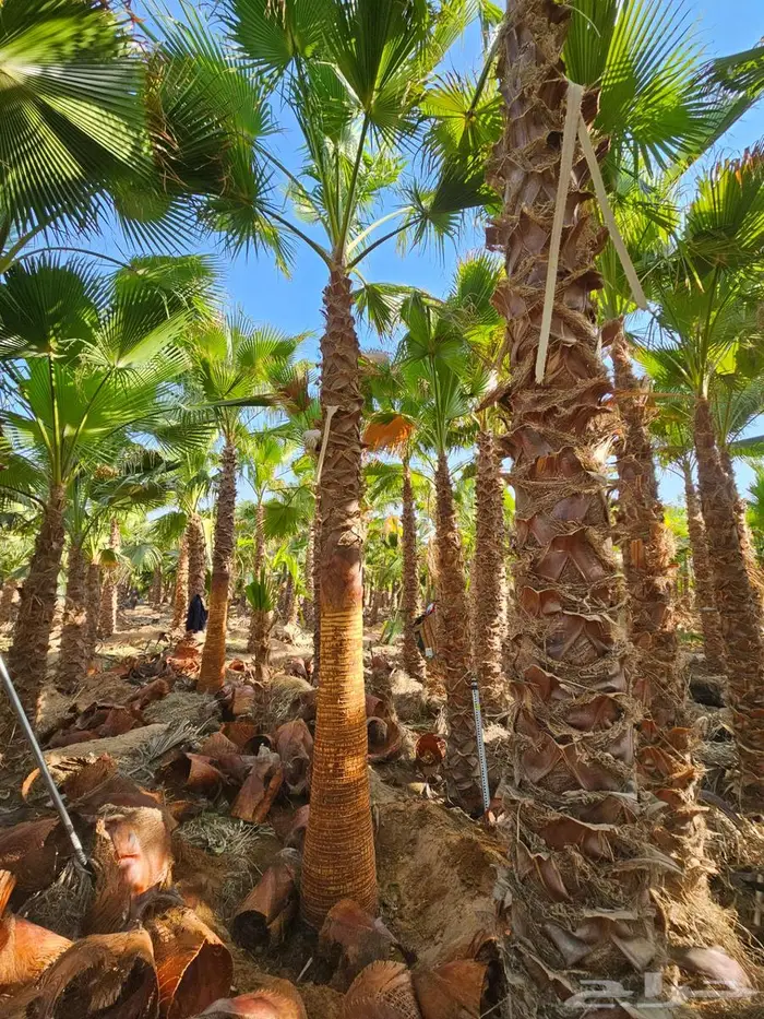 نخل واشنطني 3