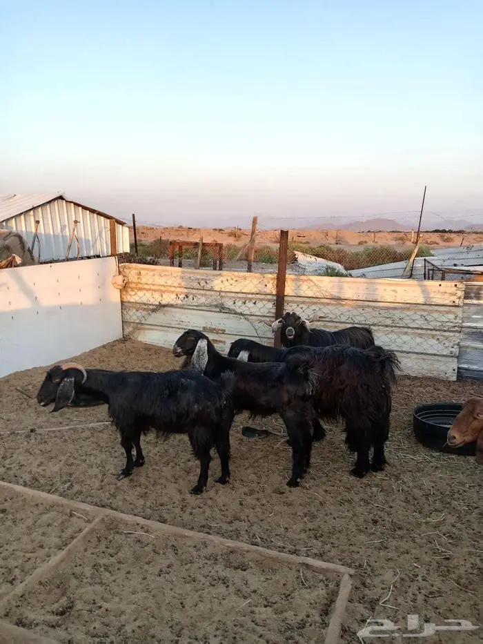 معزا مضاريع مع الفحل 0