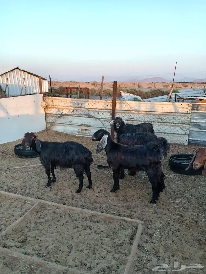 معزا مضاريع مع الفحل 1