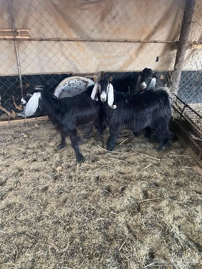 تيس وجفرتين عوارض صنف 0