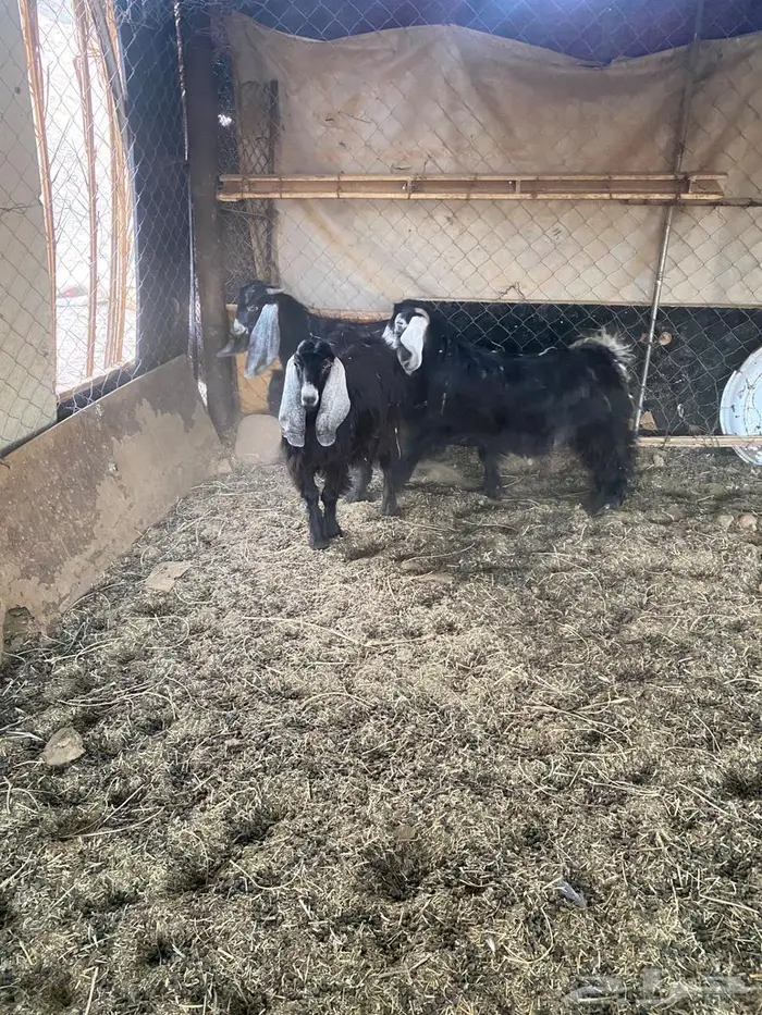 تيس وجفرتين عوارض صنف 3