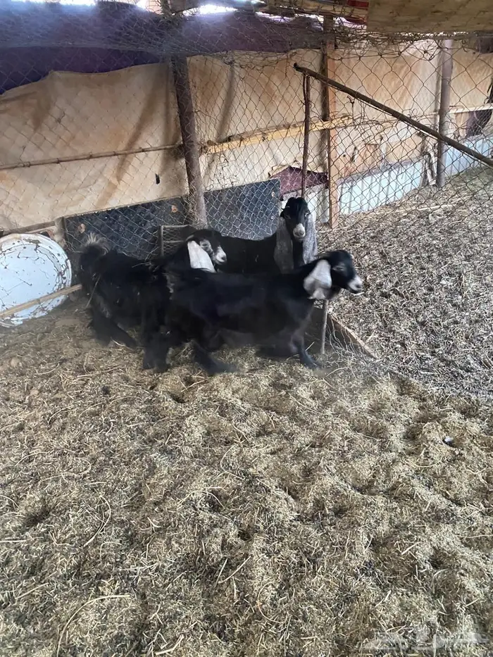 تيس وجفرتين عوارض صنف 4