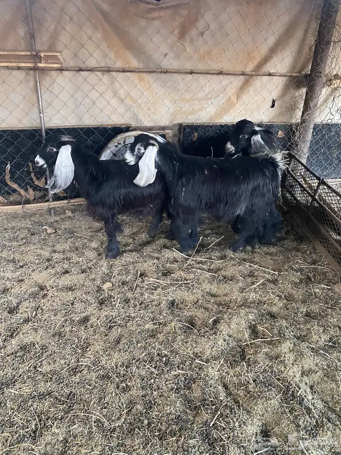 تيس وجفرتين عوارض صنف 1