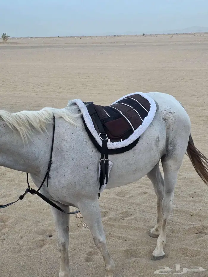 لبادات ركوب خيل جديدة 12