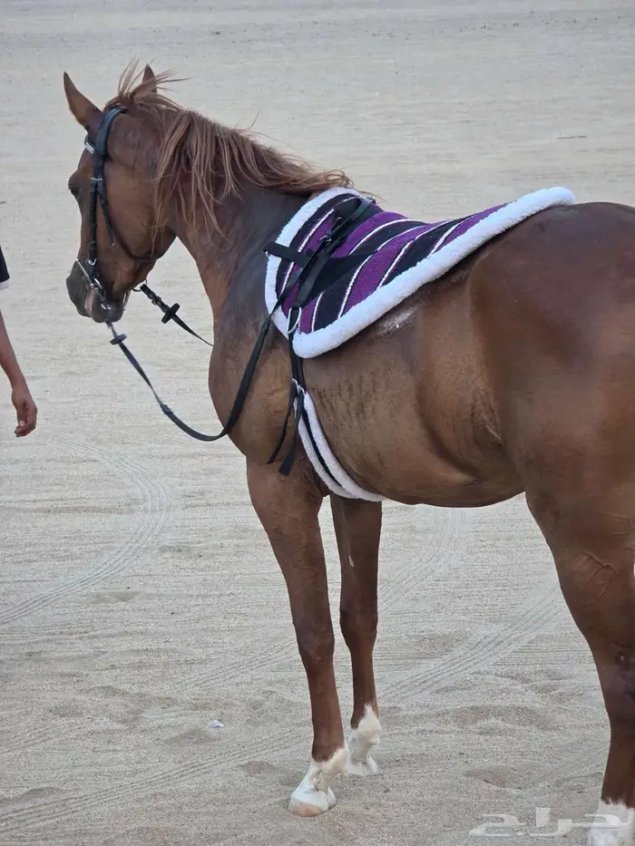 لبادات ركوب خيل جديدة 10