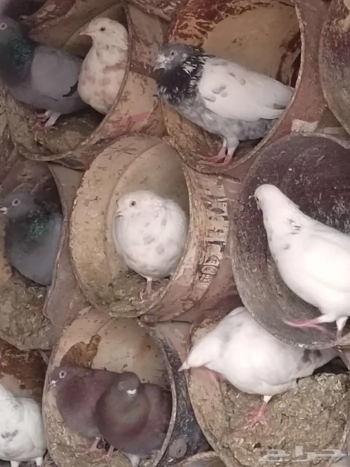 حمام فاخر صحته طيبه 0