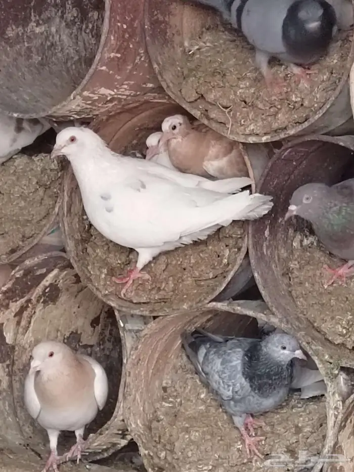 حمام فاخر صحته طيبه 1