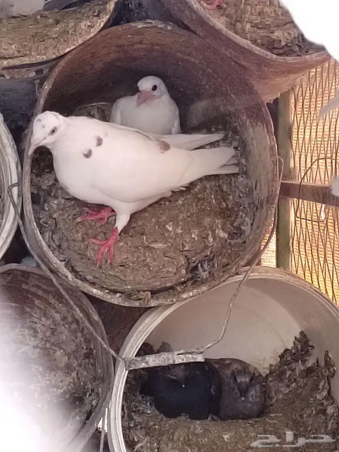 حمام فاخر صحته طيبه 4