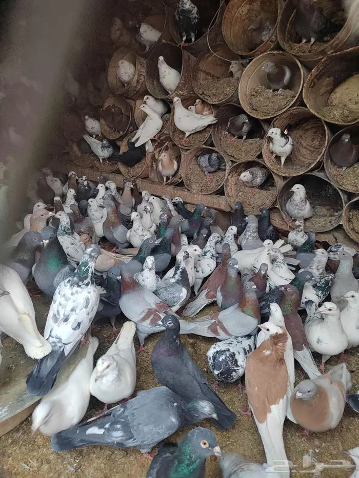 حمام فاخر صحته طيبه 2