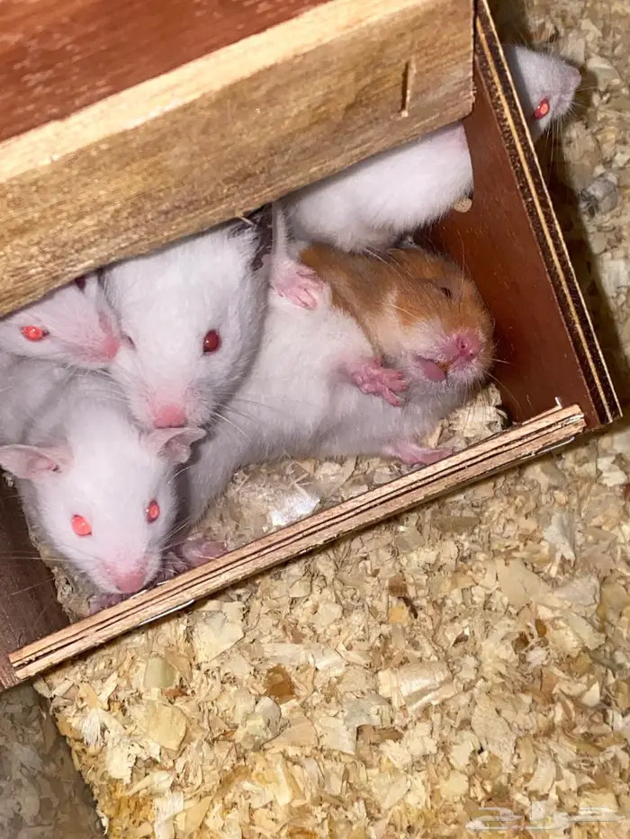 هامستر   عدد8 0