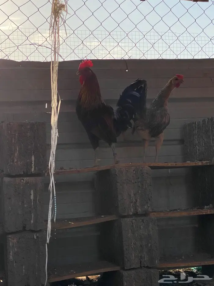 دجاج عربي ترثه 2