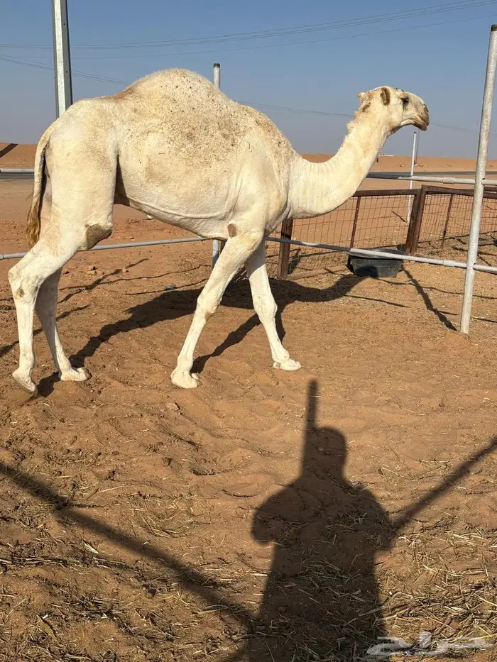 فعدان لقيان 1