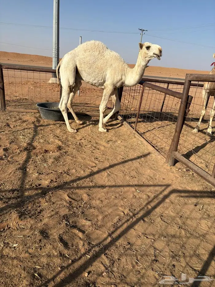 فعدان لقيان 2