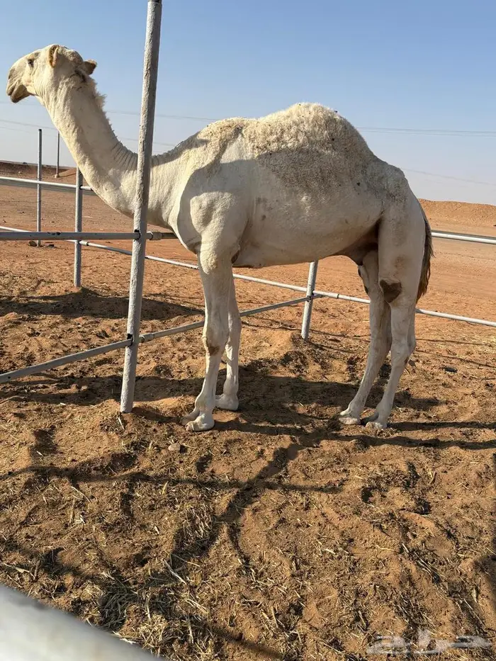 فعدان لقيان 0