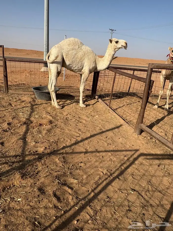 فعدان لقيان 3