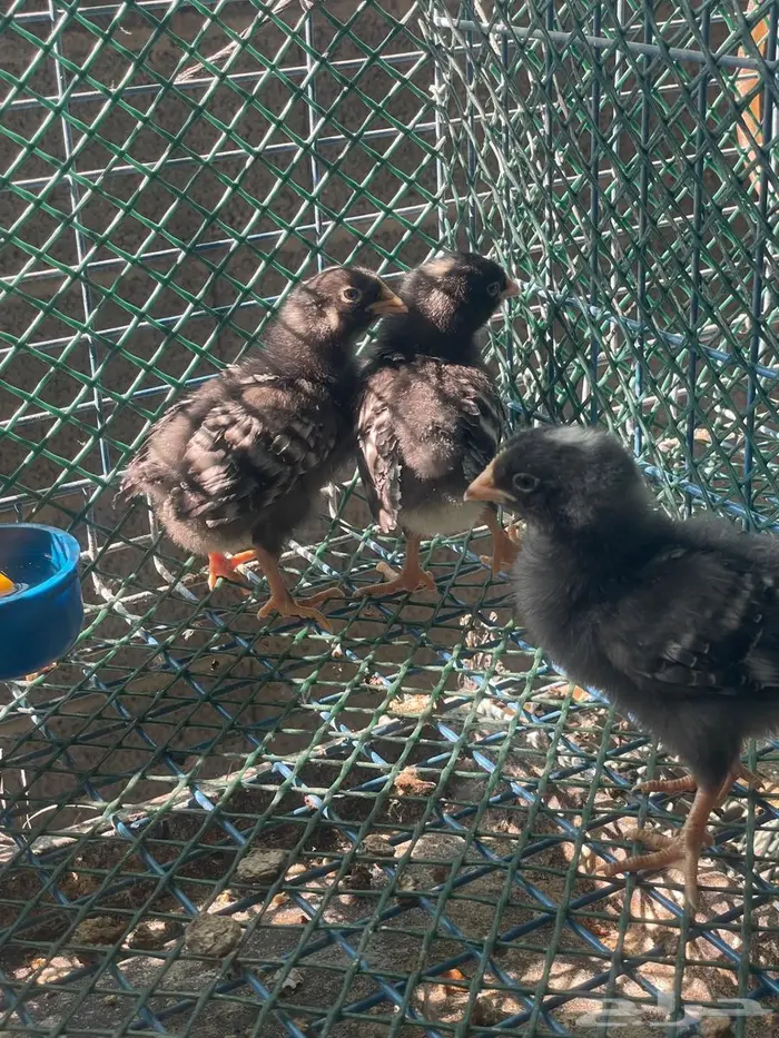 صوص دجاج امروك 1