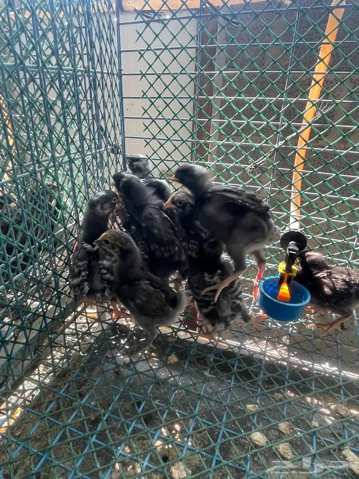 صوص دجاج امروك 3