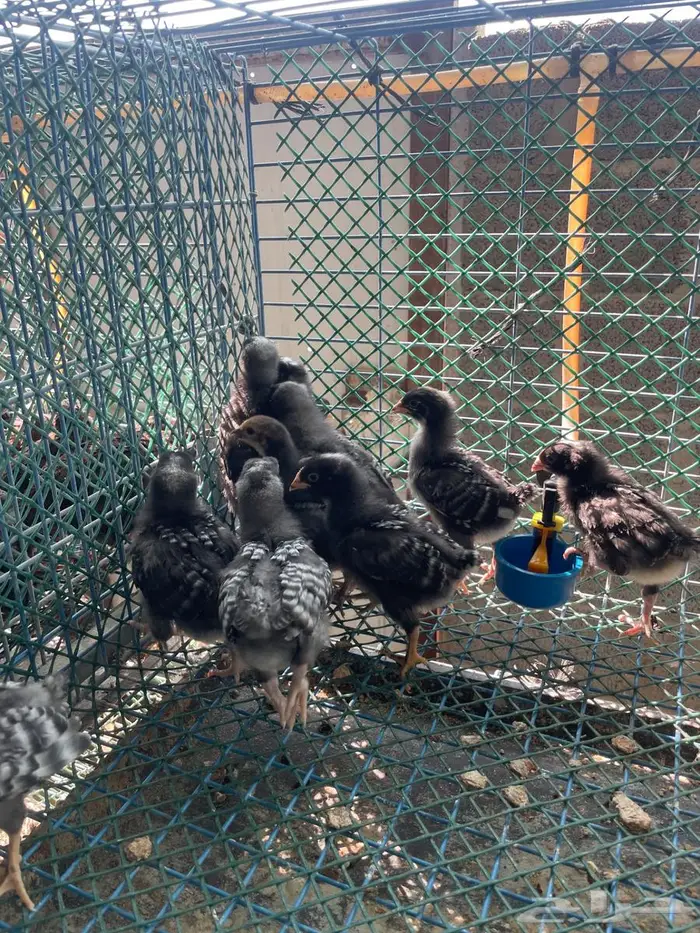 صوص دجاج امروك 2