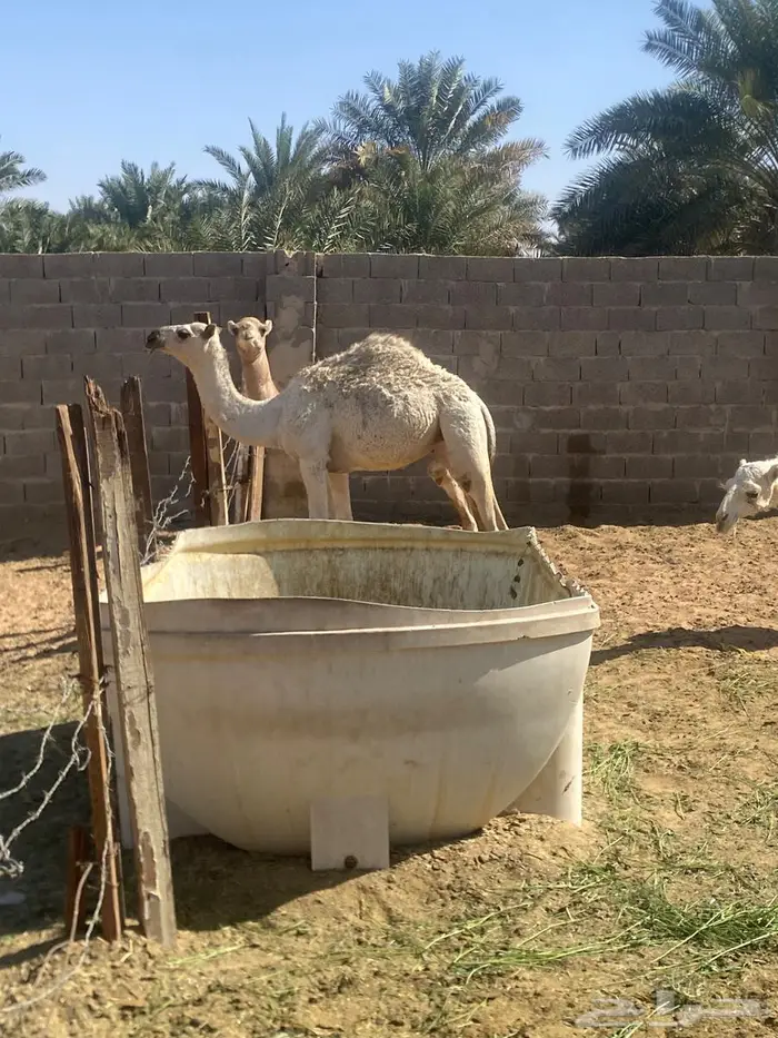 حشوان قعود وبكره 0