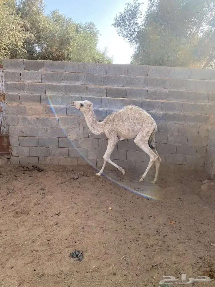 قعود لباني 2